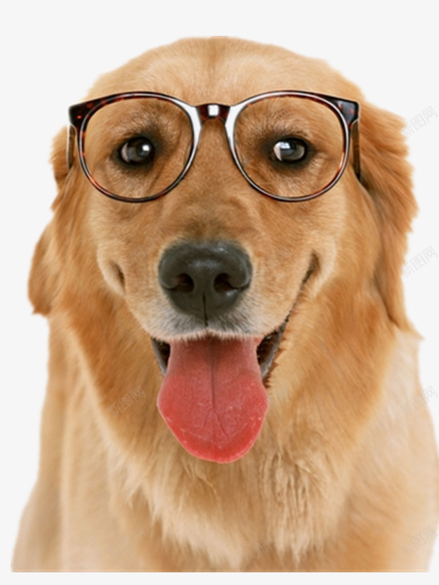 戴眼镜的小狗png免抠素材_新图网 https://ixintu.com 产品实物 可爱的小狗 漂亮的小狗 眼睛