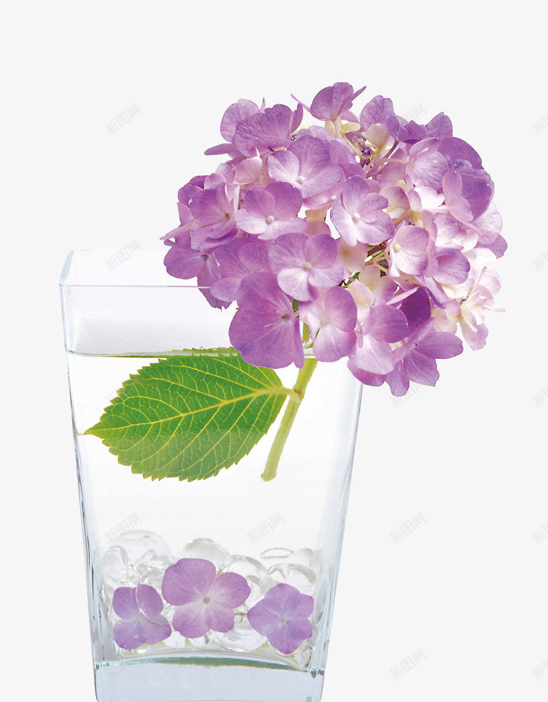 紫色绣球花png免抠素材_新图网 https://ixintu.com 产品实物 玻璃杯 紫色 绣球花 绿叶