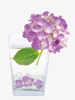 紫色玻璃杯紫色绣球花高清图片