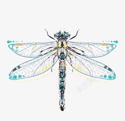 彩色小触角彩色蜻蜓高清图片