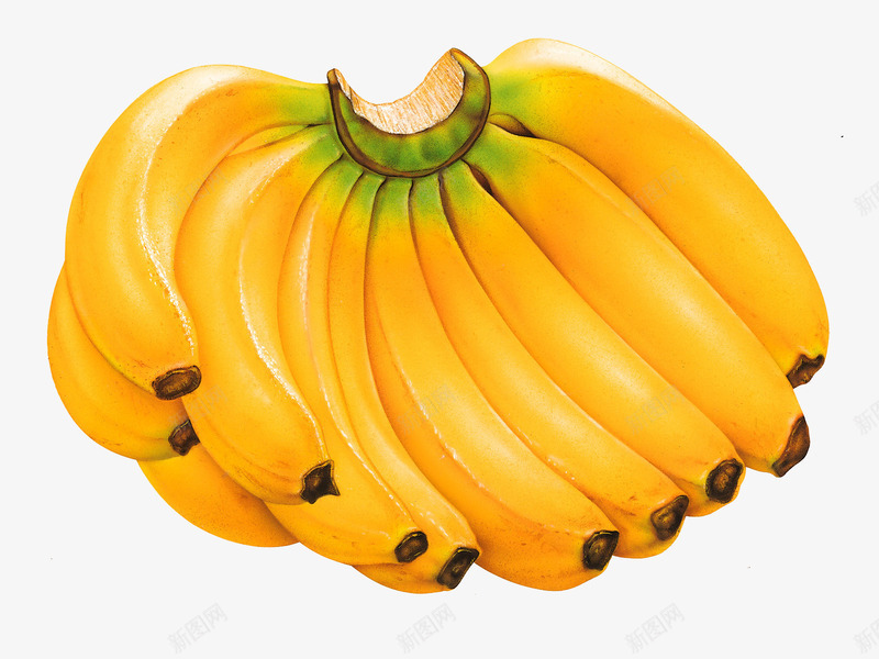 新鲜的香蕉png免抠素材_新图网 https://ixintu.com 元素 好吃的 水果 香蕉