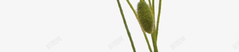 漂亮的小红花png免抠素材_新图网 https://ixintu.com 唯美 植物 清新 红色 花朵