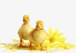 黄色小鸭子一对黄色小鸭子高清图片