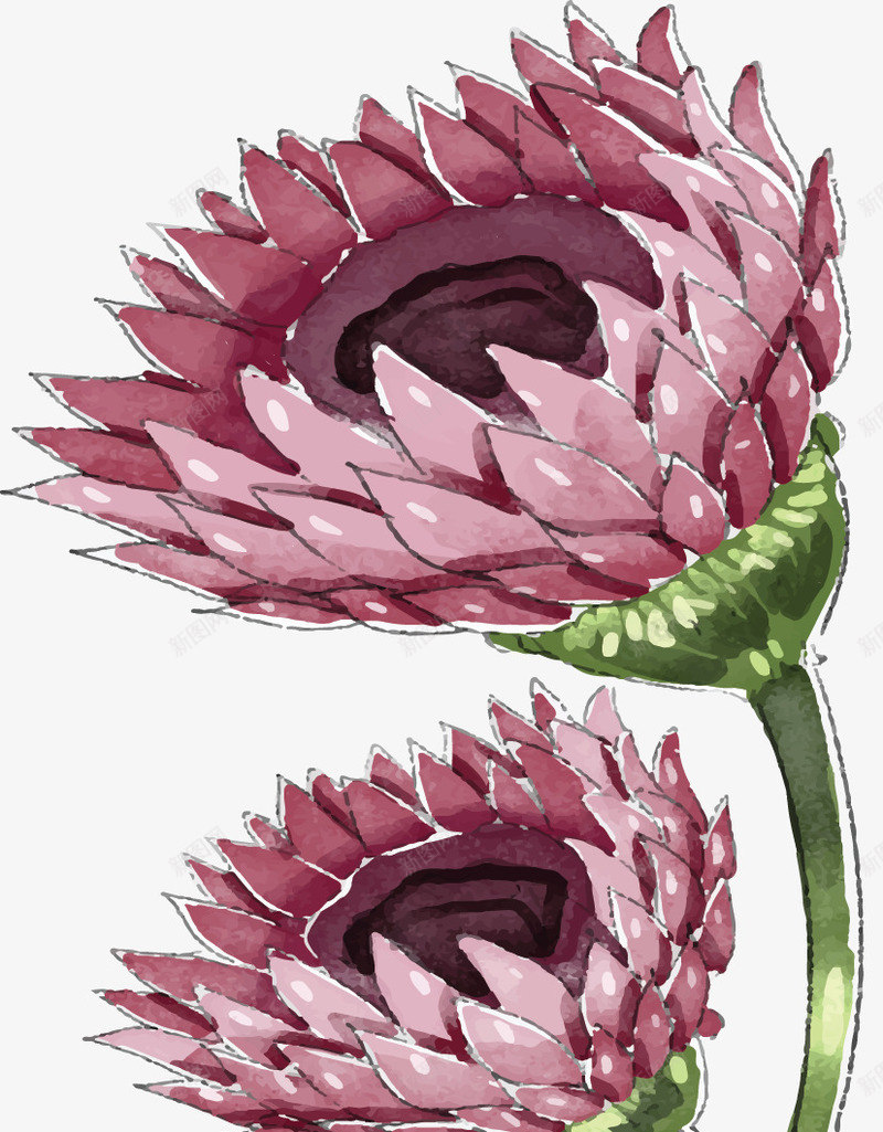 紫红色水彩野菊花矢量图ai免抠素材_新图网 https://ixintu.com 夏天 夏天花朵 矢量png 紫红菊花 菊花 野菊花 矢量图