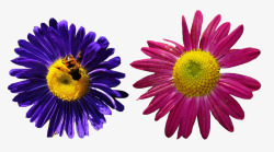 粉色墨菊墨菊和蜜蜂高清图片