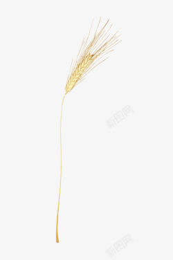 金色漂亮小麦素材