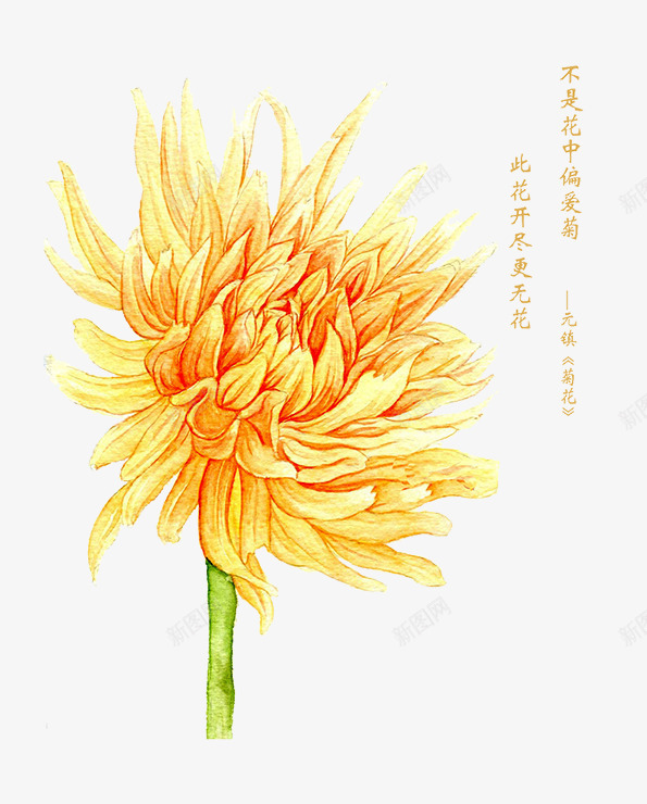 黄色菊花png免抠素材_新图网 https://ixintu.com 绿茎 菊花 诗词 黄色
