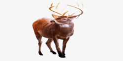 麋鹿冬天动物简约素材