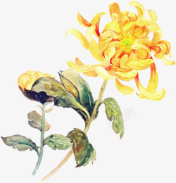 合成手绘鲜艳的黄色菊花素材