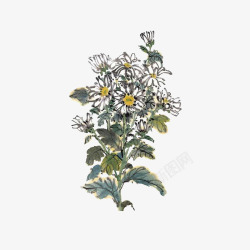 白菊花素材