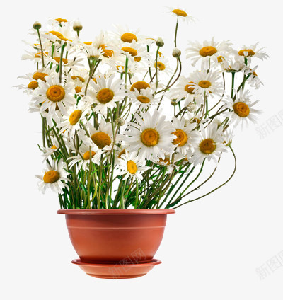 一小盆白色的野菊花png免抠素材_新图网 https://ixintu.com 植物 白色 野菊花 鲜花