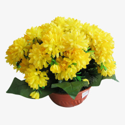 观赏花图片黄色菊花高清图片