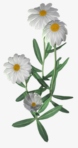 白色菊花花朵花丛素材