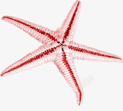 红色的漂亮海星素材