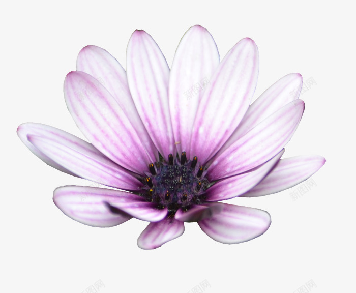 花png免抠素材_新图网 https://ixintu.com 太阳菊 花 菊花