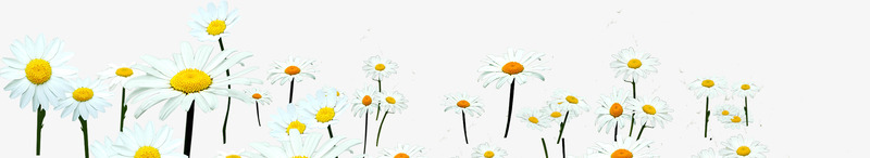 白色野菊花装饰边框png免抠素材_新图网 https://ixintu.com 白色 装饰 边框 野菊花
