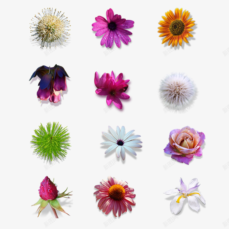 各种花和植物图标psd_新图网 https://ixintu.com 植物 花 花朵 菊花 蒲公英 蒲公英图