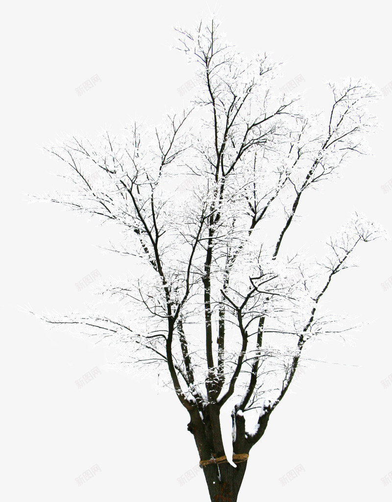 唯美树上雪景png免抠素材_新图网 https://ixintu.com 冬天 唯美 树 雪景
