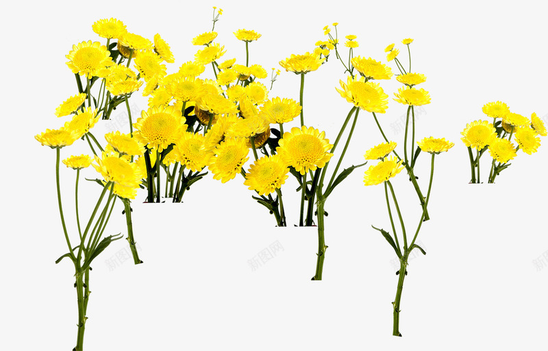 创意合成黄色的的菊花效果png免抠素材_新图网 https://ixintu.com 创意 合成 效果 菊花 黄色