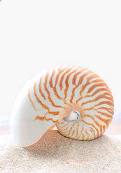 海底装饰品漂亮海螺高清图片