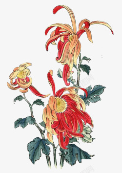 红菊花免抠手绘花卉高清图片