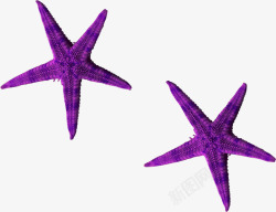 紫色漂亮海星素材