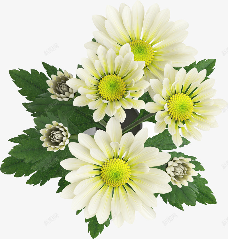 白色的菊花产品实物png免抠素材_新图网 https://ixintu.com 产品 实物 白色 菊花