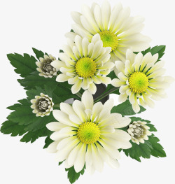 白色的菊花产品实物素材