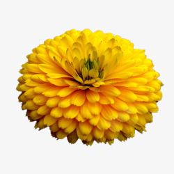 黄色金盏菊花素材