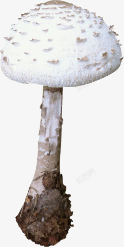 漂亮蘑菇素材