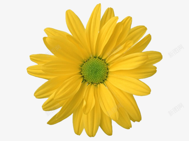 花png免抠素材_新图网 https://ixintu.com 太阳花 花朵 菊 鲜花 黄菊花