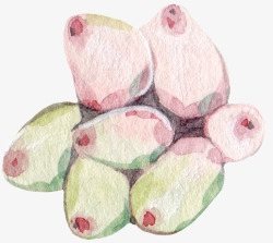 多彩多肉植物粉色水彩素材
