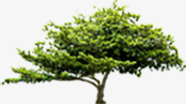 绿色模糊大树创意png免抠素材_新图网 https://ixintu.com 创意 大树 模糊 绿色
