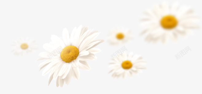 植物白色模糊花朵唯美png免抠素材_新图网 https://ixintu.com 植物 模糊 白色 花朵