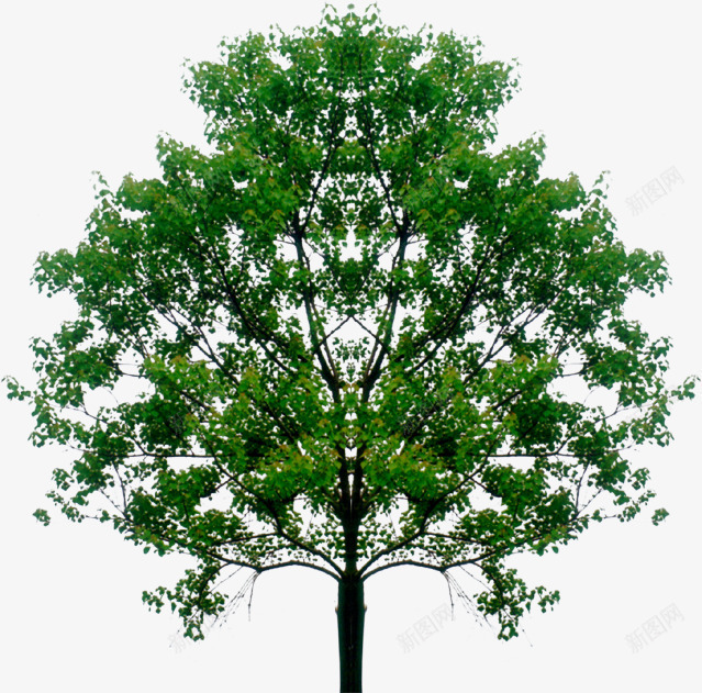 绿色大树个性创意png免抠素材_新图网 https://ixintu.com 个性 创意 大树 绿色