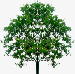 绿色大树个性创意素材