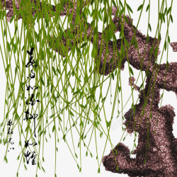 水泡植物柳树高清图片