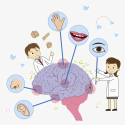 大脑研究医生大脑控制五官信息高清图片