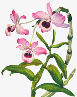 粉色个性蝴蝶兰花朵素材