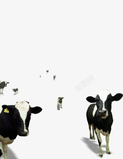 牧场动物奶牛高清图片