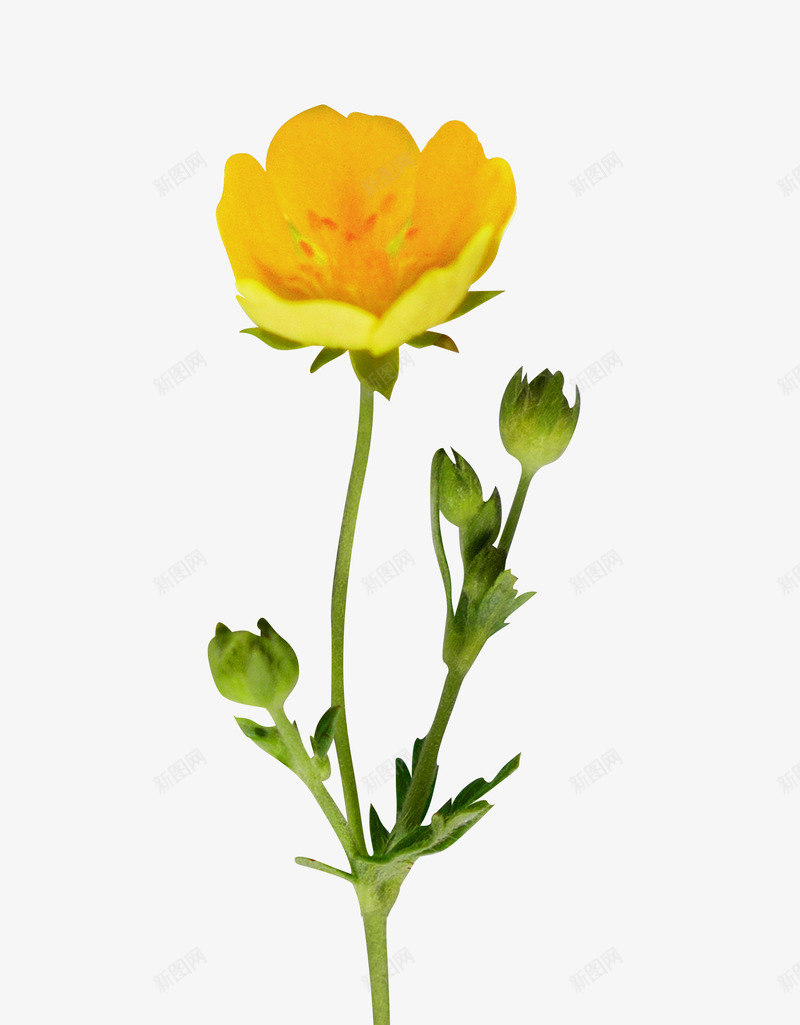 黄色花朵花枝png免抠素材_新图网 https://ixintu.com 漂亮花朵 花枝 鲜花 黄色花朵