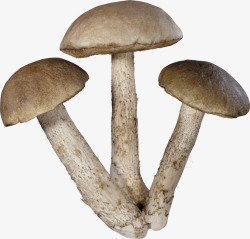 蘑菇元素2素材