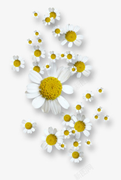 白色菊花背景素材