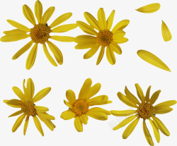 黄色菊花漂浮花朵素材