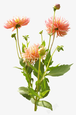 粉色菊花植物素材