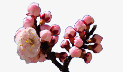 杏花花骨朵素材