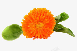 盛开的菊花橙色万寿菊高清图片