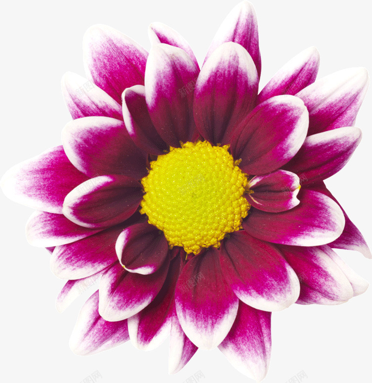 紫色的菊花花朵png免抠素材_新图网 https://ixintu.com 紫色 花朵 菊花