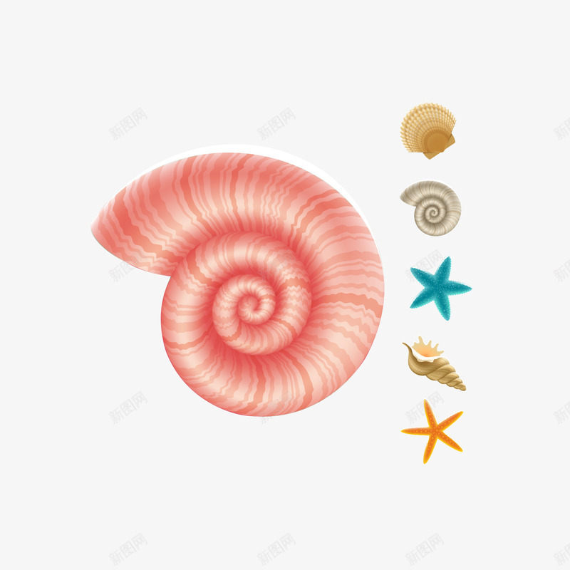 漂亮的海螺png免抠素材_新图网 https://ixintu.com 海星 海螺 漂亮 贝壳