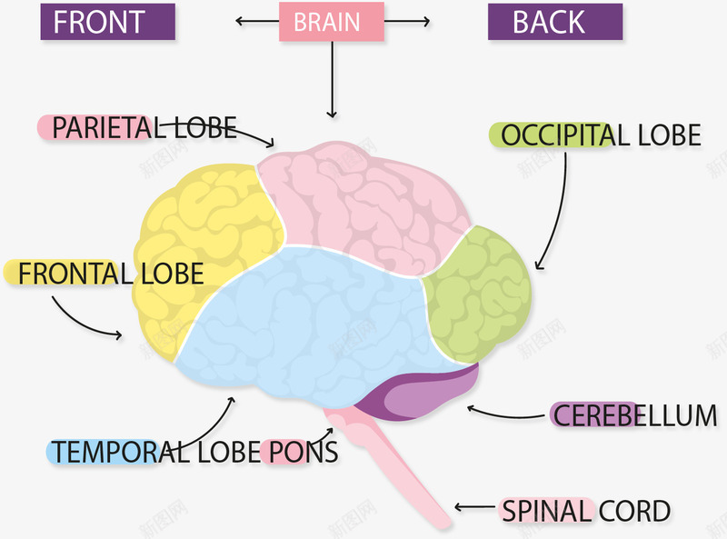 大脑结构信息图表矢量图eps免抠素材_新图网 https://ixintu.com 信息图表 分类 大脑 大脑结构 左右脑 矢量素材 矢量图